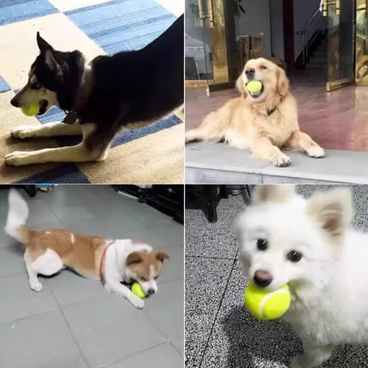 Dog toy ball, self-entertainment and boredom relief artifact, pet border animal, Golden Retriever, Corgi, bite-resistant ball, training, molar tennis rubber, green 2 pcs, fully applicable