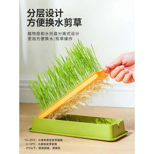 Cute cat grass potted soilless hydroponic fur ball lazy plant wheat seed seedling plate fur grass cat snacks large - hydroponic box fresh green + 5 packs of grass seeds 1 can
