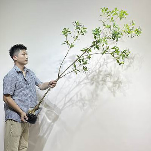 Flower e-flow simulated green plant Mazuimu light luxury fake plant indoor living room clothing store window floor-standing ornaments hanging clock decoration Mazuimu branch/1.8 meters + straight glass vase