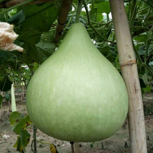 Edible gourd seeds, extra large gourd seeds, gourd seeds that can be used as water gourds, edible gourd seeds, original pack, about 20 capsules, ++ product