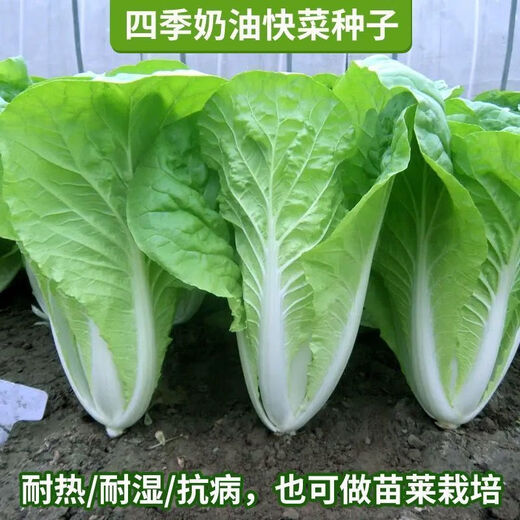 Early maturing creamy cabbage seeds. Vegetable seeds for sowing in all seasons in spring, summer and autumn. Vegetables grown in balcony fields. Planting at 15 degrees for all seasons. Creamy cabbage seeds. Selected 1 pack of approximately 1112 seeds.