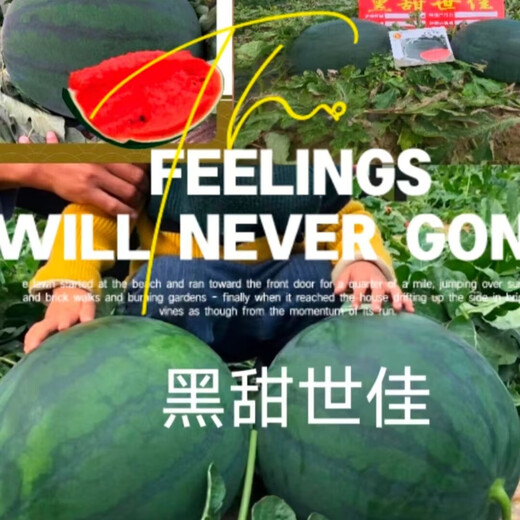 Longjiang Ranlong Seed Black Sweet Shijia Watermelon Seeds, about 300 seeds/bag, dark green skin and bright red flesh