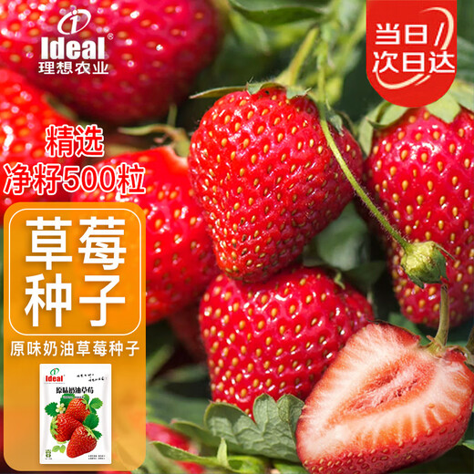 Ldeal ideal agriculture strawberry seeds four seasons potted balcony indoor fruit seeds original cream red strawberry seeds