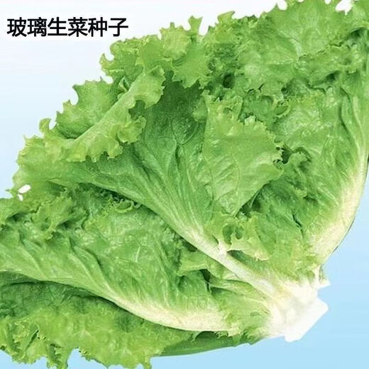 Four seasons sweet and crisp glass lettuce seeds, crisp and tender raw lettuce seeds, farmer's four seasons potted vegetable seeds, glass lettuce 5 packs, about 10,000 pieces