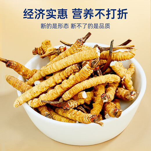 紫蓝花海冬虫夏草 全虫断草20g (36-40根)断虫草自用实惠【健康礼盒】