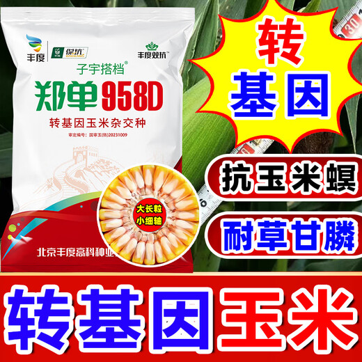 Strong man Zheng Dan 958D genetically modified corn seed collection, short stem, lodging resistance, disease resistance, hard horse tooth stick standard, genetically modified, about 3 Jin Jin is equal to 0.5 kilograms