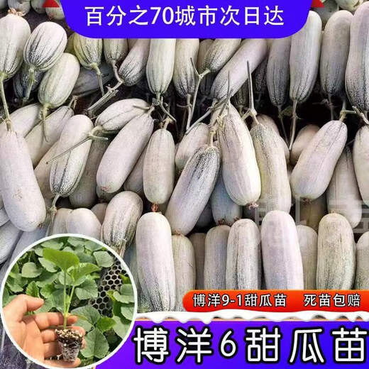 Sweet croissant honey melon seedlings Shouguang sweet crisp emerald Boyang No. 6 cantaloupe seeds four seasons spring and autumn potted plants (so sweet) Boyang 6 melon seedlings seeds 29 original packaging