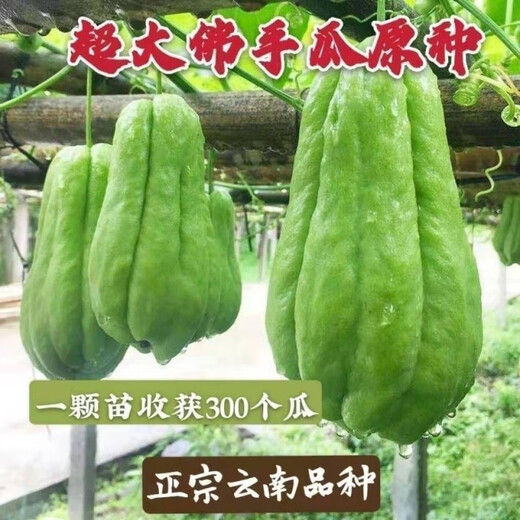 Chayote seeds, early maturing extra large chayote vegetable seeds, climbing vine saplings, potted perennial golden melons, 100% new goods, chayote seeds, exquisite products, 2 packs of about 50 pieces
