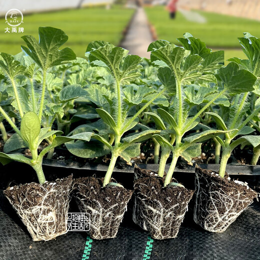 Dayu 8424 watermelon seeds are suitable for southern rock sugar unicorn melon seeds, early-maturing and thin-skinned 8424 watermelon seedlings with soil seedlings and 5 seedlings