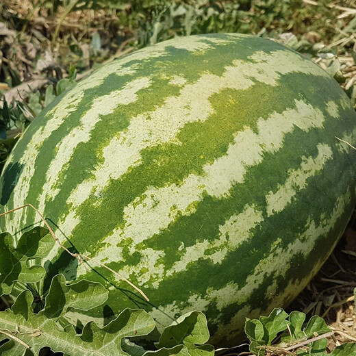 Shouhe Lazy Man Watermelon Seed Lazy Man King Watermelon Seed Extra Large Spring No Pruning Lazy Man Fruit Seedling Southern Sweet Green Emperor Lazy Man King Watermelon Seed 50gx2 cans