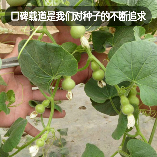 Fengming Yashi miniature gourd seeds Wenwan gourd seeds balcony courtyard four-season planting hand-twisted small gourd seeds 10 capsules