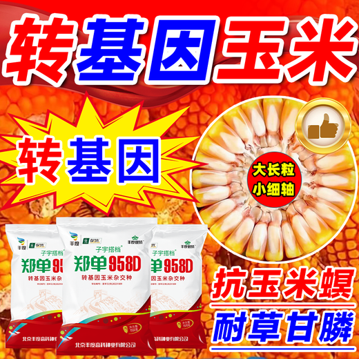 Strong man Zheng Dan 958D genetically modified corn seed collection, short stem, lodging resistance, disease resistance, hard horse tooth stick standard, genetically modified, about 3 Jin Jin is equal to 0.5 kilograms
