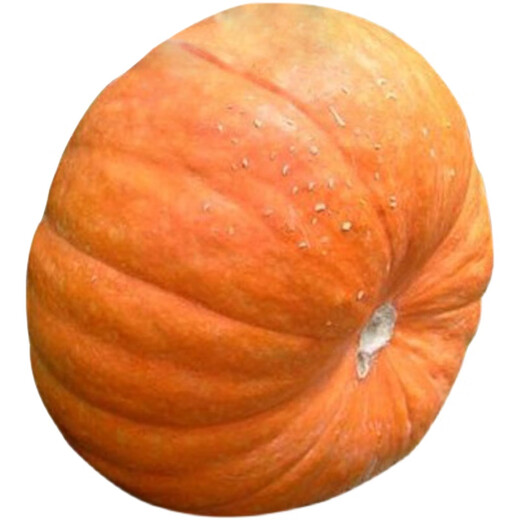 Shouguang eighth generation American giant pumpkin seeds extra large extra large special ornamental space vegetable larvae large pumpkin seeds 20 original