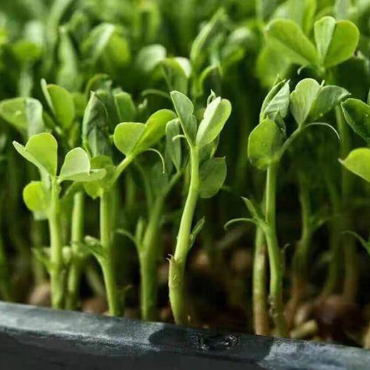 Beishu Pea Tip Seeds, sprouts, sprouts, vegetable seeds for winter and spring seasons, Beishu Fresh Pea Tip Seeds 200g