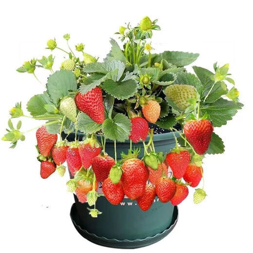 Cream strawberry seedlings potted four-season strawberry seedlings planted in the south and north bear fruit in the same year. Bare root cold-resistant and frost-resistant (four seasons cream strawberry) (8 pcs++pot+fertilizer) full of fruit in the pot.