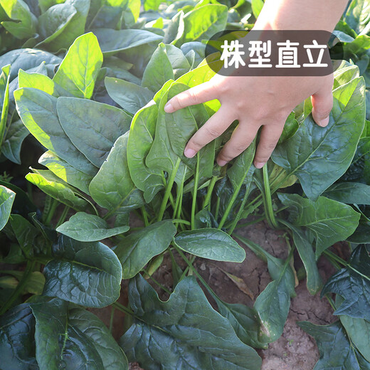 Fengming Yashi cold-resistant round-leaf spinach seeds four-season vegetable seed spinach winter-resistant spinach seeds 1000 capsules