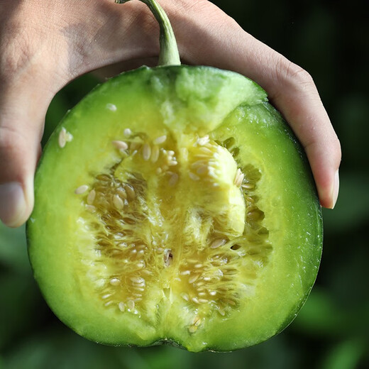 Beishu Bingtangzi melon seeds collection Boyang melon seeds Emerald melon seeds 50 capsules/bag