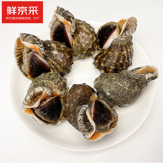 Fresh Jingcai fresh conch, net weight 2Jin Jin is equal to 0.5kg, 5-7 pieces/Jin Jin is equal to 0.5kg, fresh to your home, fresh seafood, straight from the source