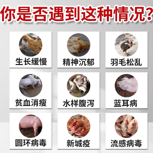 Hua Ruixin Astragalus Polysaccharide Granules Astragalus Crude Extract Chicken, Duck, Pig and Rabbit Stress Relief Improve Appetite Veterinary and Poultry Feed Additive 1 bag (100g/bag) It is recommended to take 3 bags together