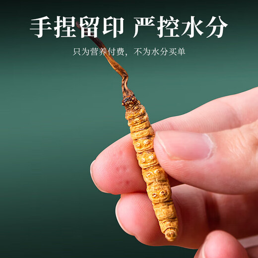 For use in the inner court, Beijing Tongrentang’s first-crop golden grass, Cordyceps sinensis 5g dried cordyceps soaked in wine and soup nourishing gift box