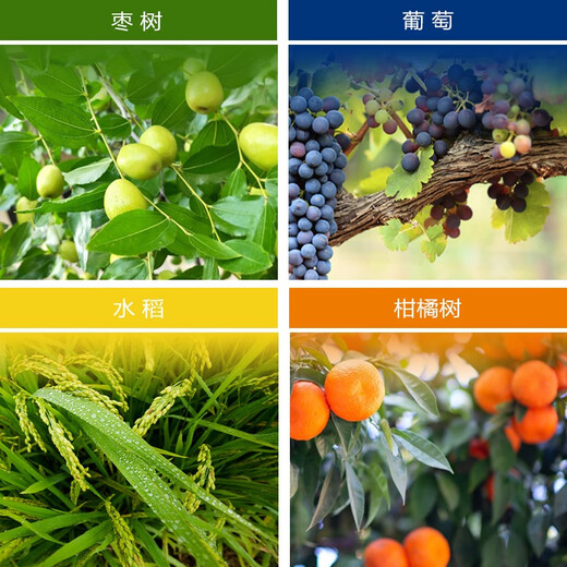 Keebao American 20% gibberellic acid 920 plant growth regulator grape red citrus promotes and regulates growth 1g