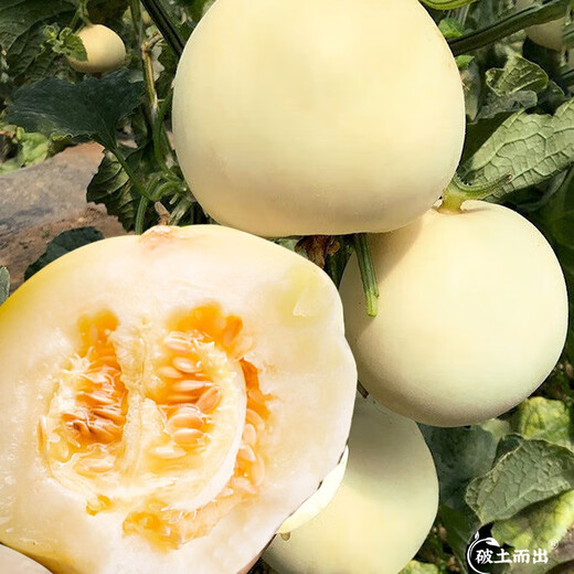 Dayu White Sand Honey Melon Seed Seedlings Authentic Cantaloupe Seeds Old Varieties Sui Melon Milky No. 1 White Skin Melon Seeds 40 capsules