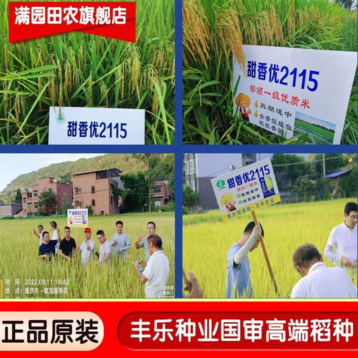 Nationally approved Tianxiangyou 2115 high-yielding hybrid rice seed, first-class rice quality, beautiful fragrance, long-grain, fragrant rice, delicious first-class rice, Tianxiangyou 2115 1Jin Jin is equal to 0.5 kilograms