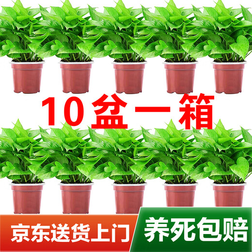 Shuangmeng potted green radish formaldehyde removal flowers and green plants office new house air purification 110 styles 10 pots straight from the source