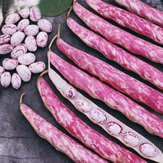 Northeastern Sparrow Egg Bean Seed Red Gold Hook Gold Hook Northeast Oil Bean Seed Flour Bean Bean Vegetable Seed Two Packs About 130 + Song Fertilizer