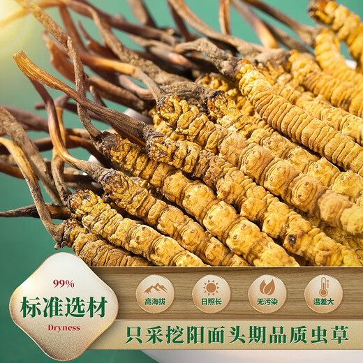 Shengdikangzang [Regalo festivo] Cordyceps salvaje sinensis en Nagqu Nagqu Nagqu Cordyceps Caja de regalo seleccionada 2 piezas/gramos 10 gramos