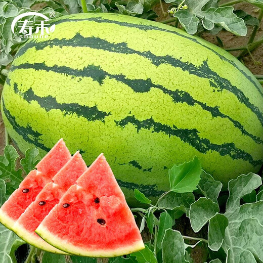 Shouhe Lazy Man Watermelon Seed Lazy Man King Watermelon Seed Extra Large Spring No Pruning Lazy Man Fruit Seedling Southern Sweet Green Emperor Lazy Man King Watermelon Seed 50gx2 cans