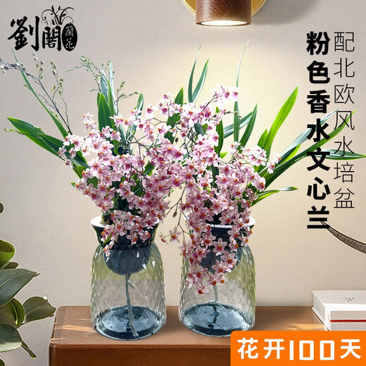 Liu Ge orchid is available in 5 colors. Hydroponic dream fragrant orchid seedlings are shipped with pots. Perfume oncidium creamy indoor flower potted grass. Pink oncidium with 4 foils and Nordic pots.