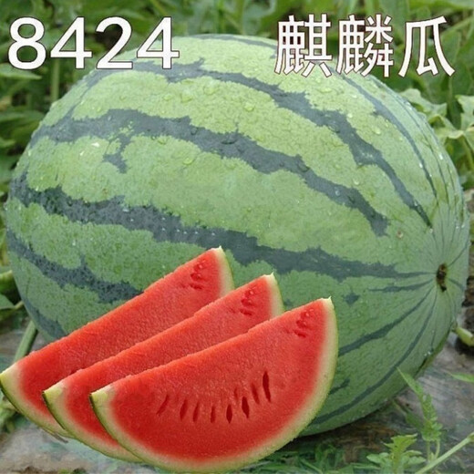 Super sweet seedless watermelon seeds, black skin, stable production, thin skin, red heart, extra large watermelon seeds, vegetable and fruit seeds for all seasons, black skin, seedless watermelon seeds, original, about 42 pieces