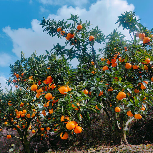 京鲜生 浙江涌泉蜜桔 净重2.5-3斤 大果70-85mm 生鲜水果 源头直发包邮