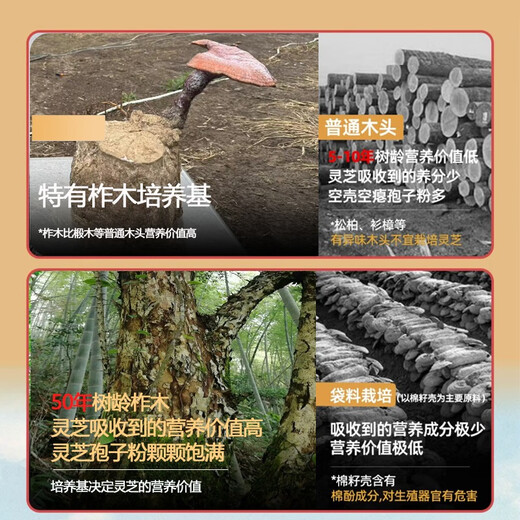 Zhensentang 2024 First Road New Powder Changbai Mountain Local Red Ganoderma Spore Powder 500g Organic Robe Powder Broken Spore Oil First Road Powder 500g Rich in Spore Oil, a total of two bottles (1 box of original Ganoderma lucidum tablets included)