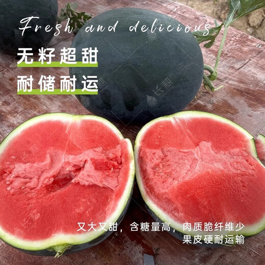 Long-cultivation lazy man watermelon seeds extra large seedless 8424 watermelon seedlings super sweet southern unicorn watermelon fruit and vegetable seeds sweet seedless watermelon seeds 100 pieces (red meat)