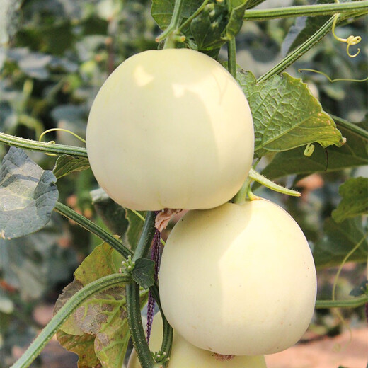 Shouhe white-skinned melon seeds, red-fleshed melons, white melons, new and old melon seeds, vegetable fields, extra-large white sand honey melon seeds, about 50 pieces x 2 bags