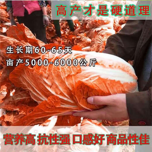 Fire Phoenix Chinese Cabbage Seeds Red Cabbage Seeds are disease-resistant, high-yielding and high in calcium. Orange and Red Cabbage are easy to grow in farmers’ fields. Matched Edition. Fire Phoenix Cabbage Seeds. Premium - New Seeds. 2 packs of approximately 399 capsules.