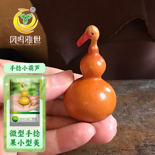 Fengming Yashi miniature gourd seeds Wenwan gourd seeds balcony courtyard four-season planting hand-twisted small gourd seeds 10 capsules