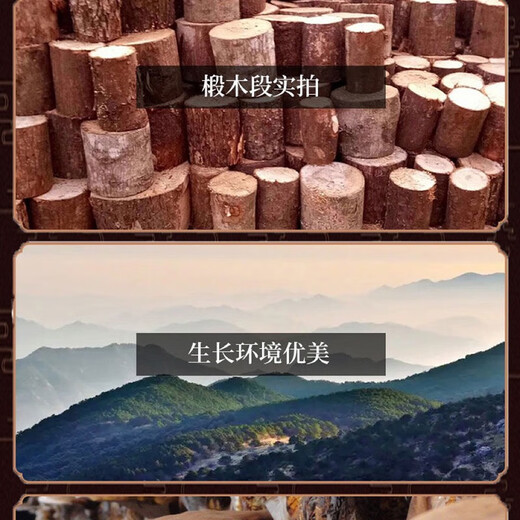 Changbai Mountain Organic Ganoderma Spore Powder Organic Certified First Spore Powder 250g 500g 1000g High Quality Ganoderma Spore Powder 500g