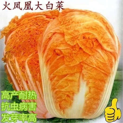 Fire Phoenix Chinese Cabbage Seeds Red Cabbage Seeds are disease-resistant, high-yielding and high in calcium. Orange and Red Cabbage are easy to grow in farmers’ fields. Matched Edition. Fire Phoenix Cabbage Seeds. Premium - New Seeds. 2 packs of approximately 399 capsules.