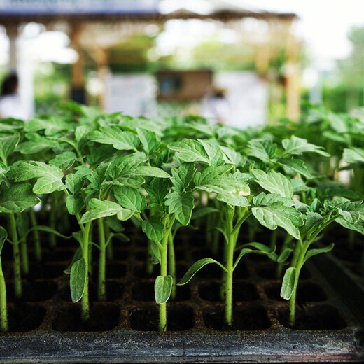 Shouhe Kirin watermelon seed seedlings with thin crispy skin and sweet autumn fruit seeds Weiyu Shoutian Kirin melon seeds 90 capsules