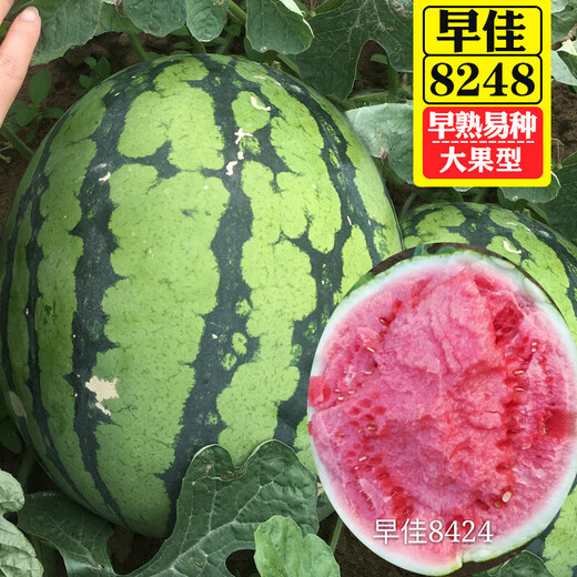 Changgong 8424 Rock Sugar Kirin Watermelon Seed Sweet King High Yield Kirin Lazy Man Seedless Giant Watermelon Four Seasons Fruit Seed Xinjiang 8424 Watermelon 1.5g, about 30 seeds