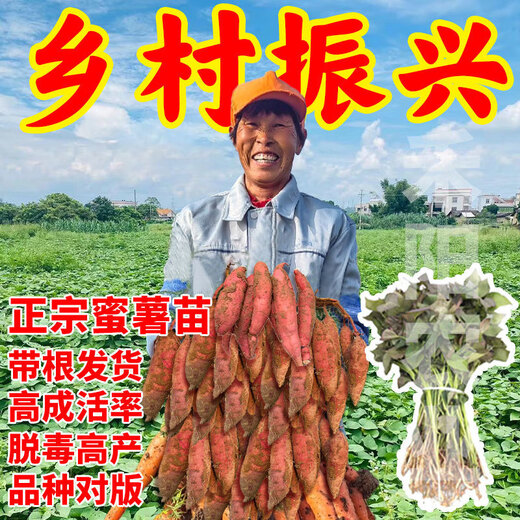 High-yielding sweet potato seedlings, sweet potato seedlings, watermelon red seedlings, honey sweet potato bud seedlings, roasted sweet potato seedlings, ground planting S3.