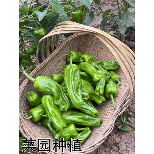 Wangyuanxing thin-skinned pepper seedlings, large-fruited tiger-skin green pepper seedlings, mildly spicy wrinkled-skinned pickled pepper seedlings, four-season vegetable garden potted southern species, 500 thin-skinned green pepper seedlings