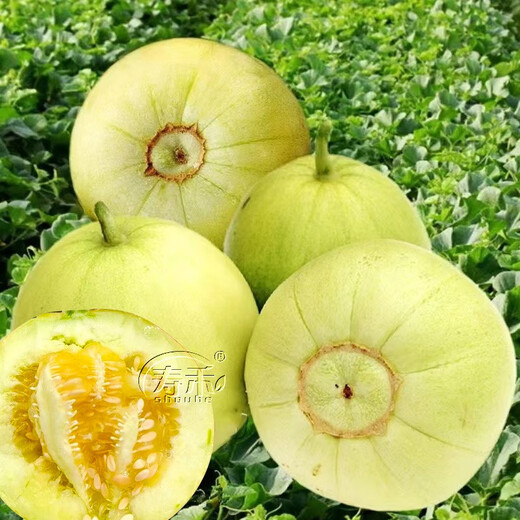 Shouhe Tianbao Melon Seeds, Rock Candy Small Melon, Southern Fruit with Thin Skin and Early Maturity, RBen Tianbao Melon Seeds, 50 capsules/crunchy and sweet