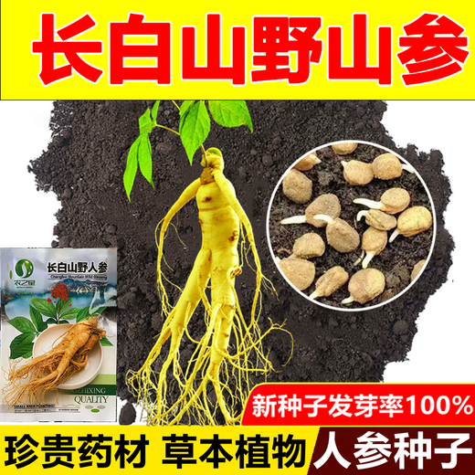 Changbai Mountain ginseng seeds, wild ginseng seeds, easy to grow Chinese medicinal materials in all seasons, easy to live indoor flower pots, ginseng seeds, shipped without buds, 5 bags selected, about 260 capsules