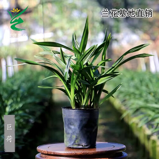 Wengyuan Orchid Authentic Spring Orchid Giant Lotus Old Species Winter Flowering Period Strong Fragrance Easy to Grow Indoor Desktop Flower Pots Giant Lotus 4 Seedlings Large Strong Seedlings Simple Pot Hair