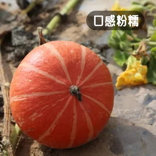 Fengming Yashi Sweet Powder Waxy Red Chestnut Pumpkin Seeds Red Sun Beibei Pumpkin Seeds Red Honey Pumpkin Seeds 20 capsules