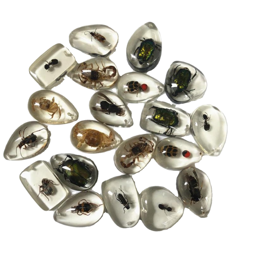 DR-FLVVS Fat Donglai quality insect amber specimen pendant made of blind box resin glue ornaments for primary school students and children's textbook teaching a transparent scorpion